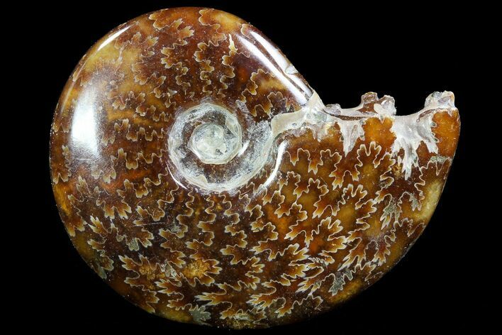 Polished, Agatized Ammonite (Cleoniceras) - Madagascar #73256